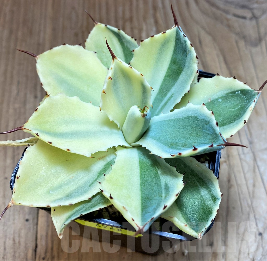 SH6928 Agave 'Kichiokan Sectoral' f. variegata