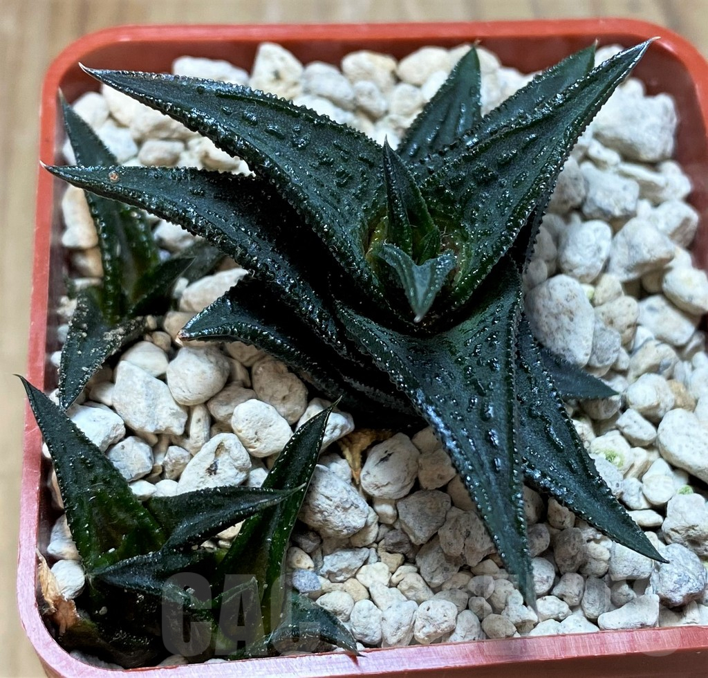 SH6936 Haworthia nigra, ex COK - Obrázek 2