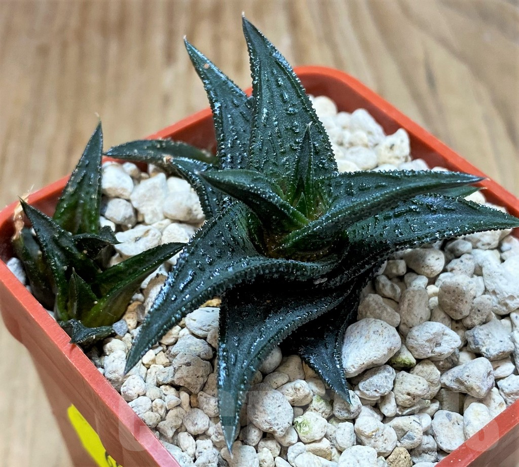 SH6936 Haworthia nigra, ex COK