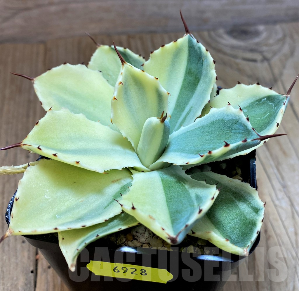 SH6928 Agave 'Kichiokan Sectoral' f. variegata - Imagen 2