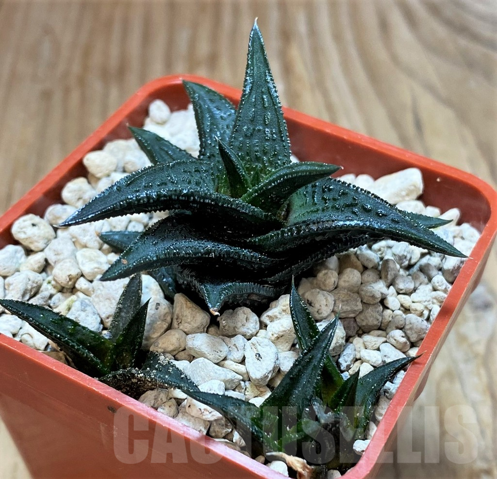 SH6936 Haworthia nigra, ex COK - Obrázek 3