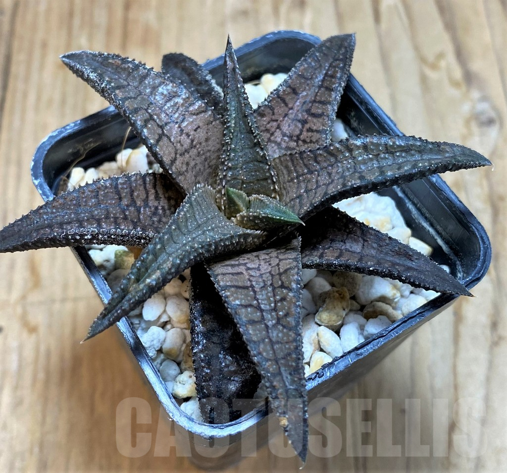 SH6937 Haworthia 'Dragon King' - Image 2