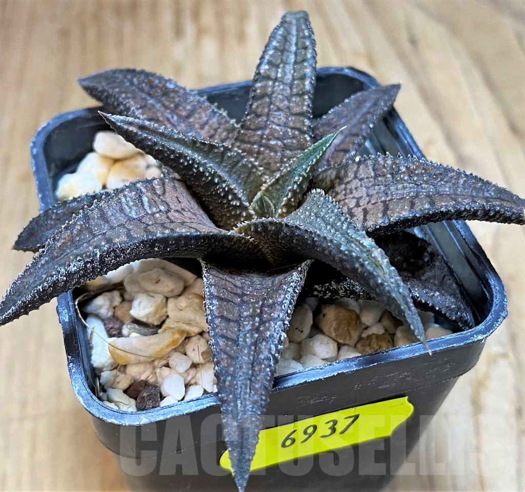 SH6937 Haworthia 'Dragon King'