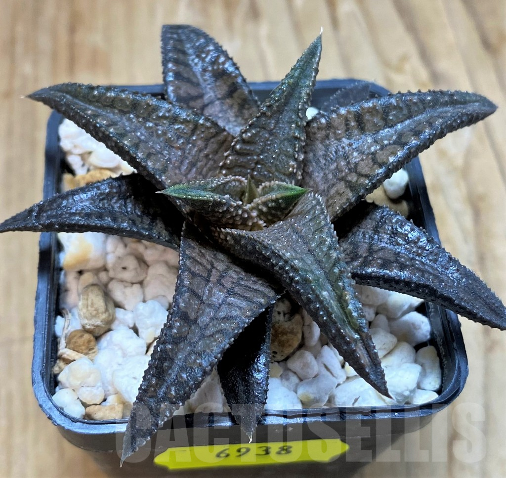 SH6938 Haworthia 'Dragon King'