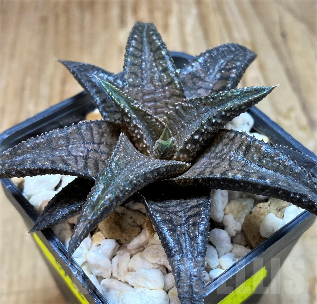 SH6938 Haworthia 'Dragon King' - immagine 2