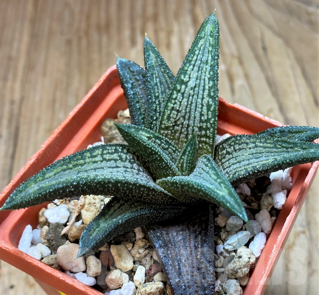 SH6939 Haworthia 'Kintaikyo' - immagine 2
