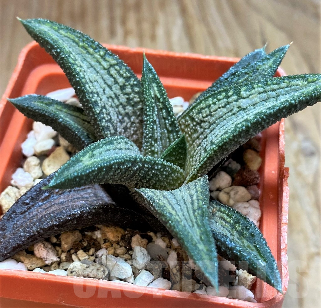 SH6939 Haworthia 'Kintaikyo'