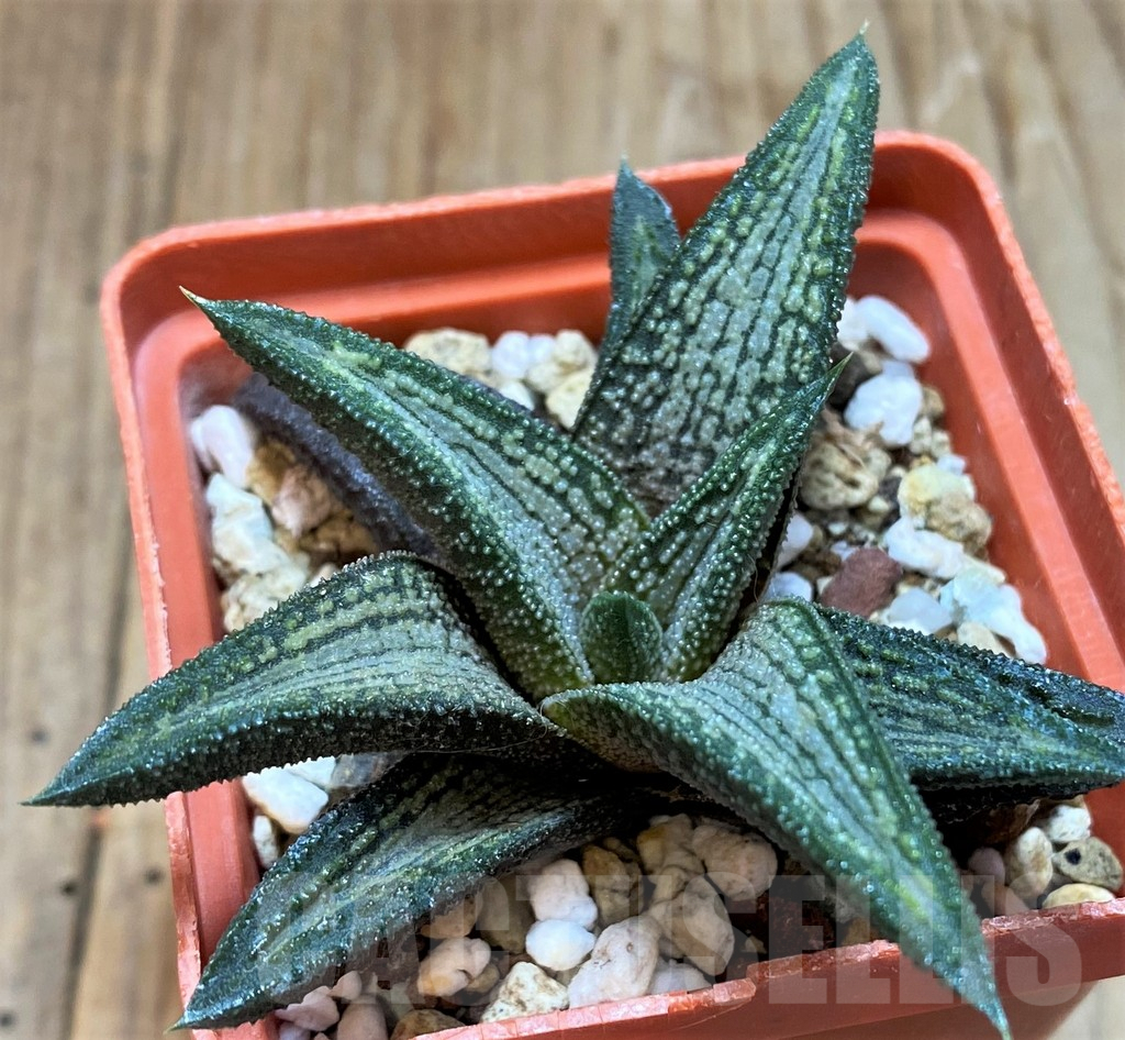 SH6939 Haworthia 'Kintaikyo' - immagine 3