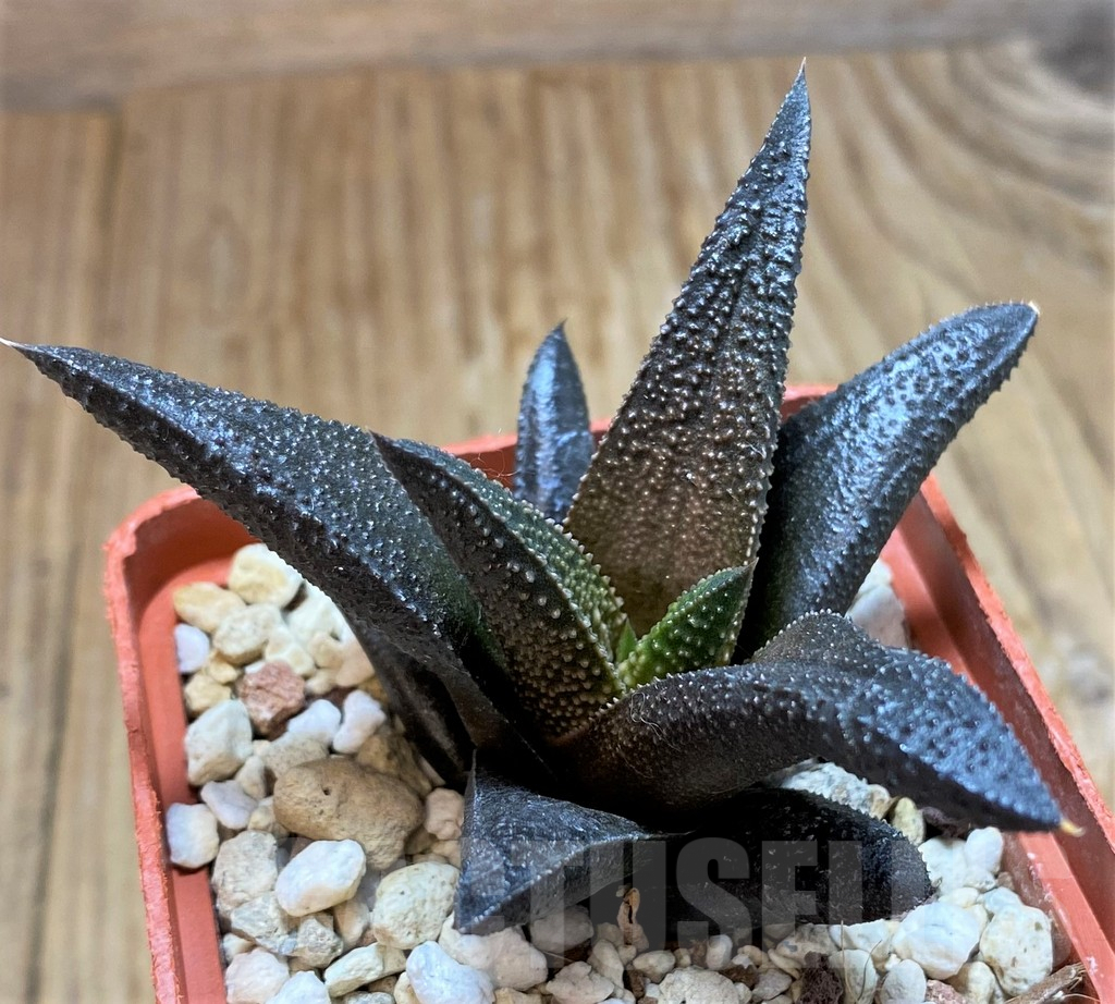 SH6940 Haworthia scabra x koelmaniorum