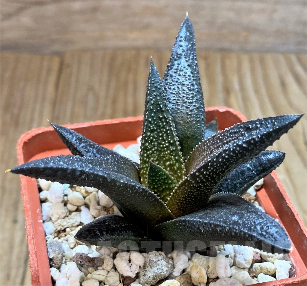 SH6940 Haworthia scabra x koelmaniorum - Image 2