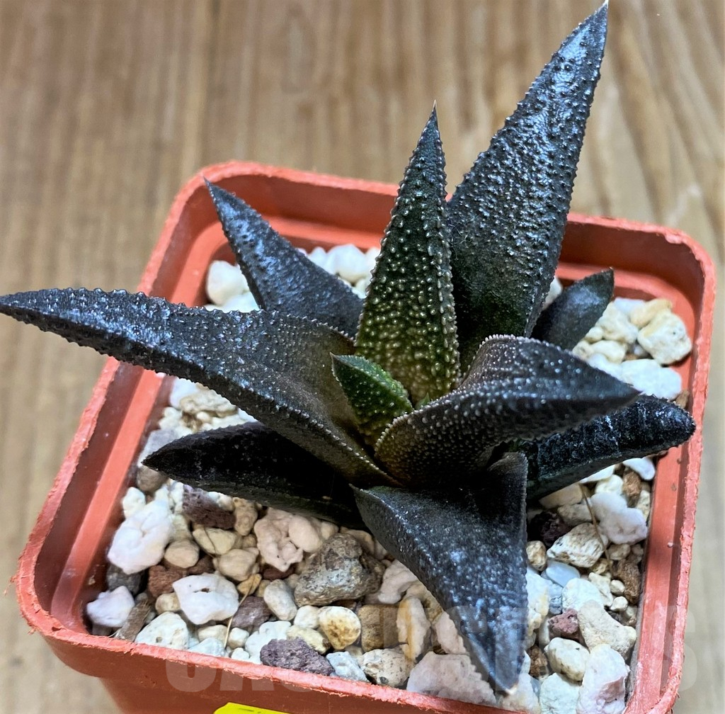 SH6940 Haworthia scabra x koelmaniorum - Image 3