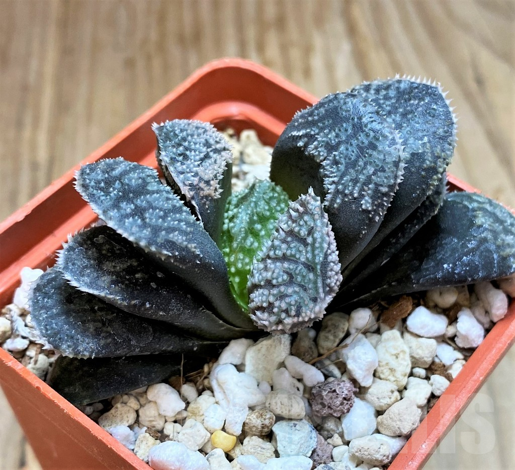 SH6941 Haworthia 'Mordor' - Зображення 2
