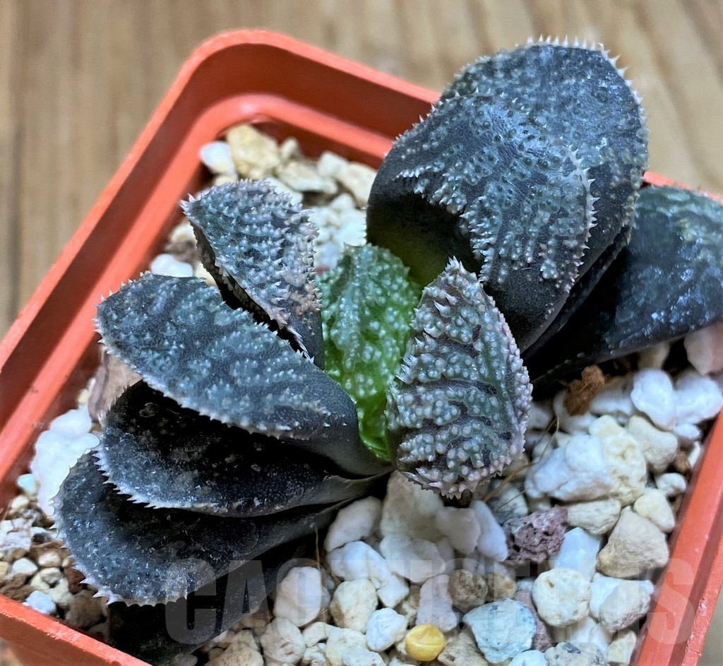 SH6941 Haworthia 'Mordor'
