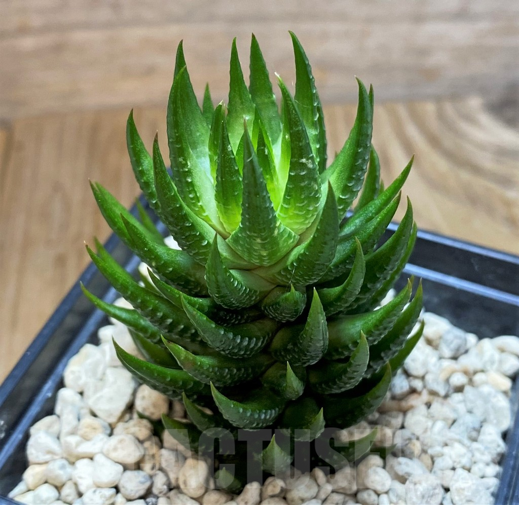 SH6942 Haworthia reinwardtii v. olivacea, ex COK