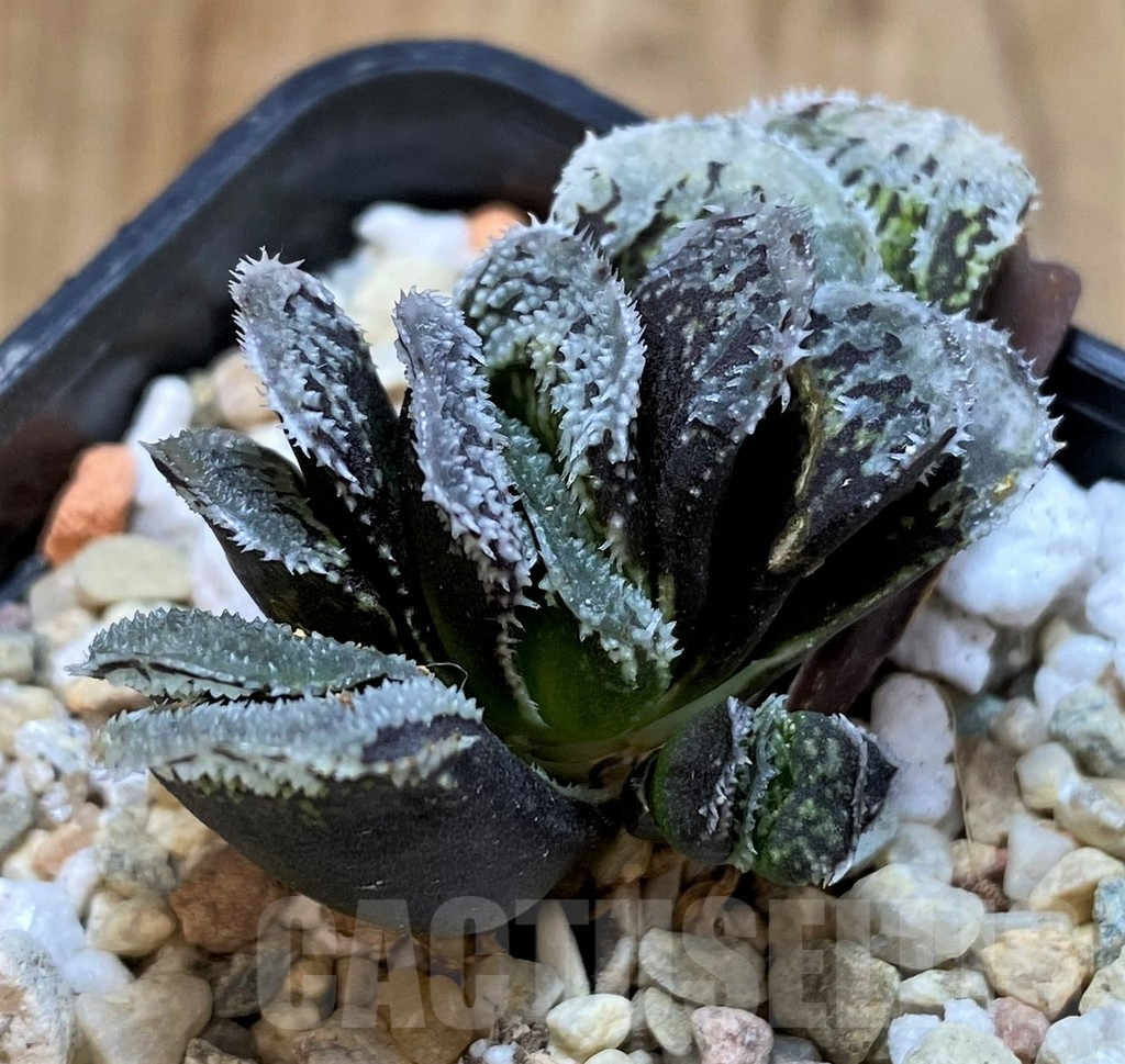 SH6929 Haworthia 'Kegazato'
