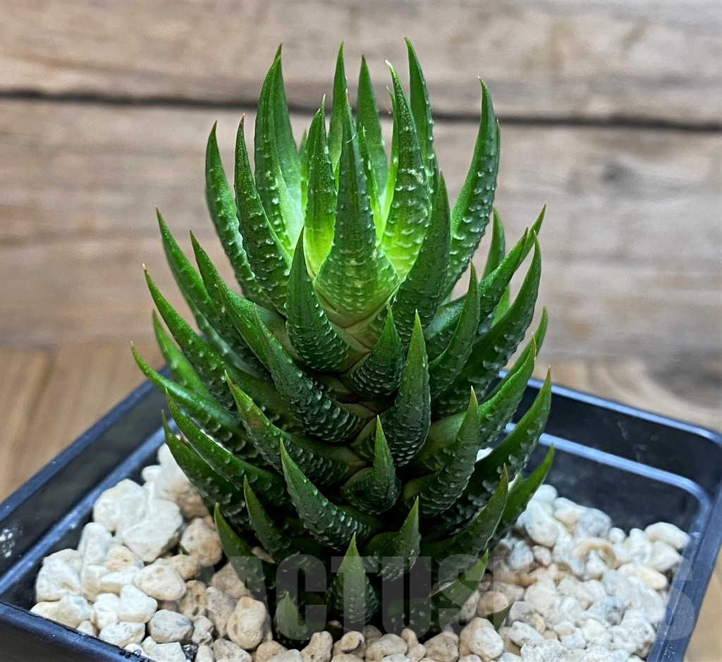 SH6942 Haworthia reinwardtii v. olivacea, ex COK – Bild 2