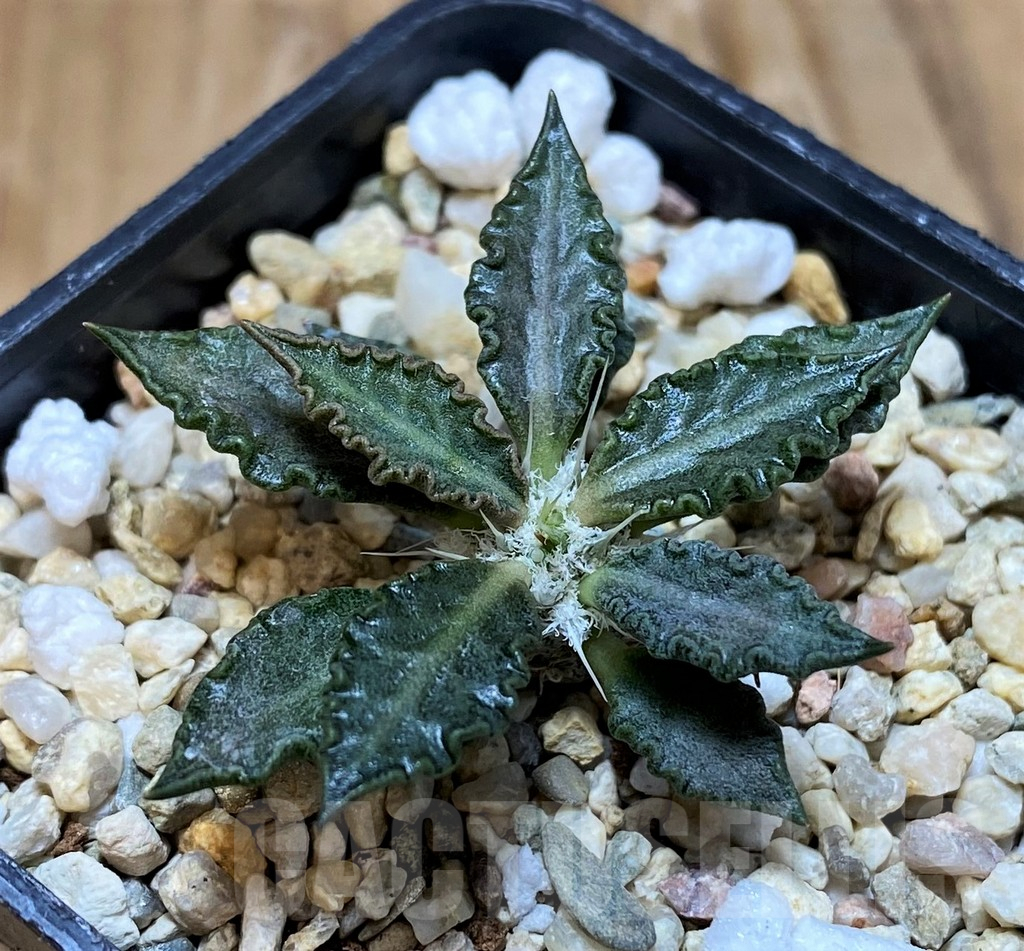 SH6943 Euphorbia tulearensis – Image 2