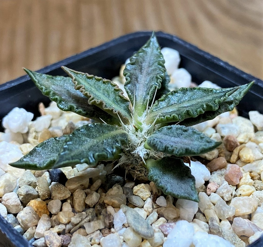 SH6943 Euphorbia tulearensis