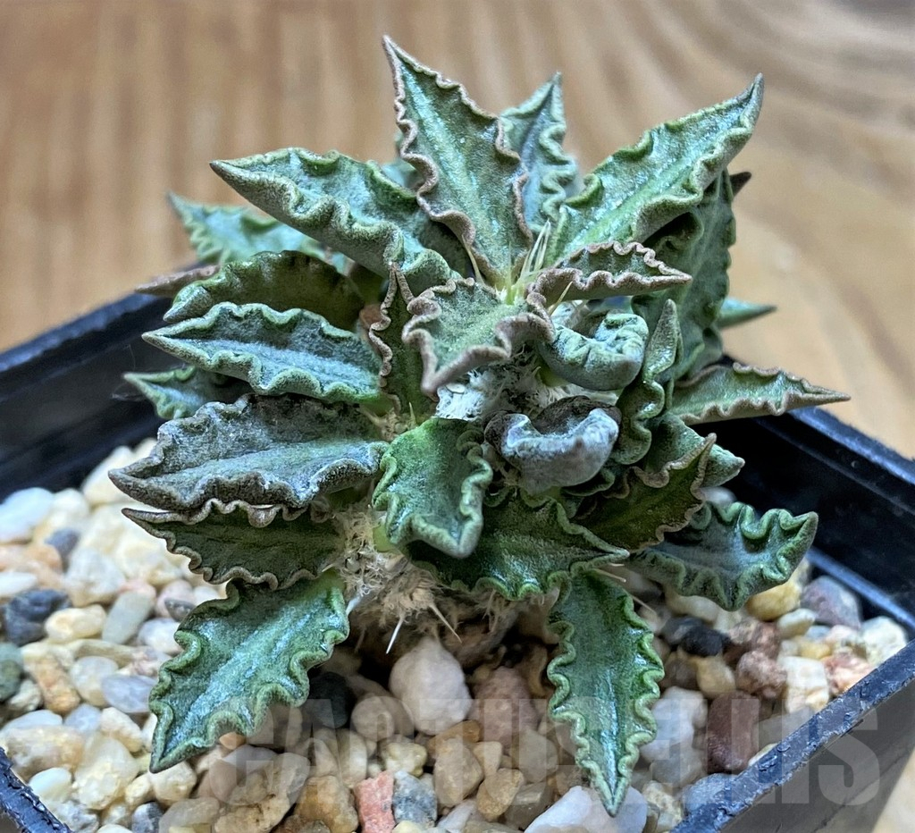 SH6944 Euphorbia tulearensis