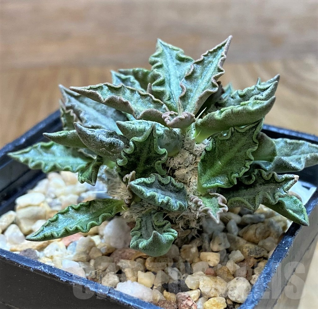 SH6944 Euphorbia tulearensis - immagine 2