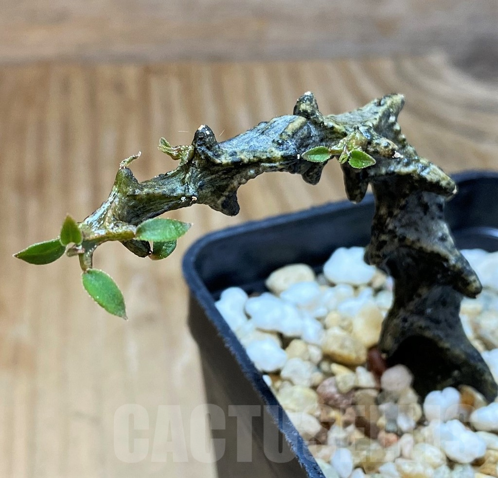 SH6945 Ceropegia armandii