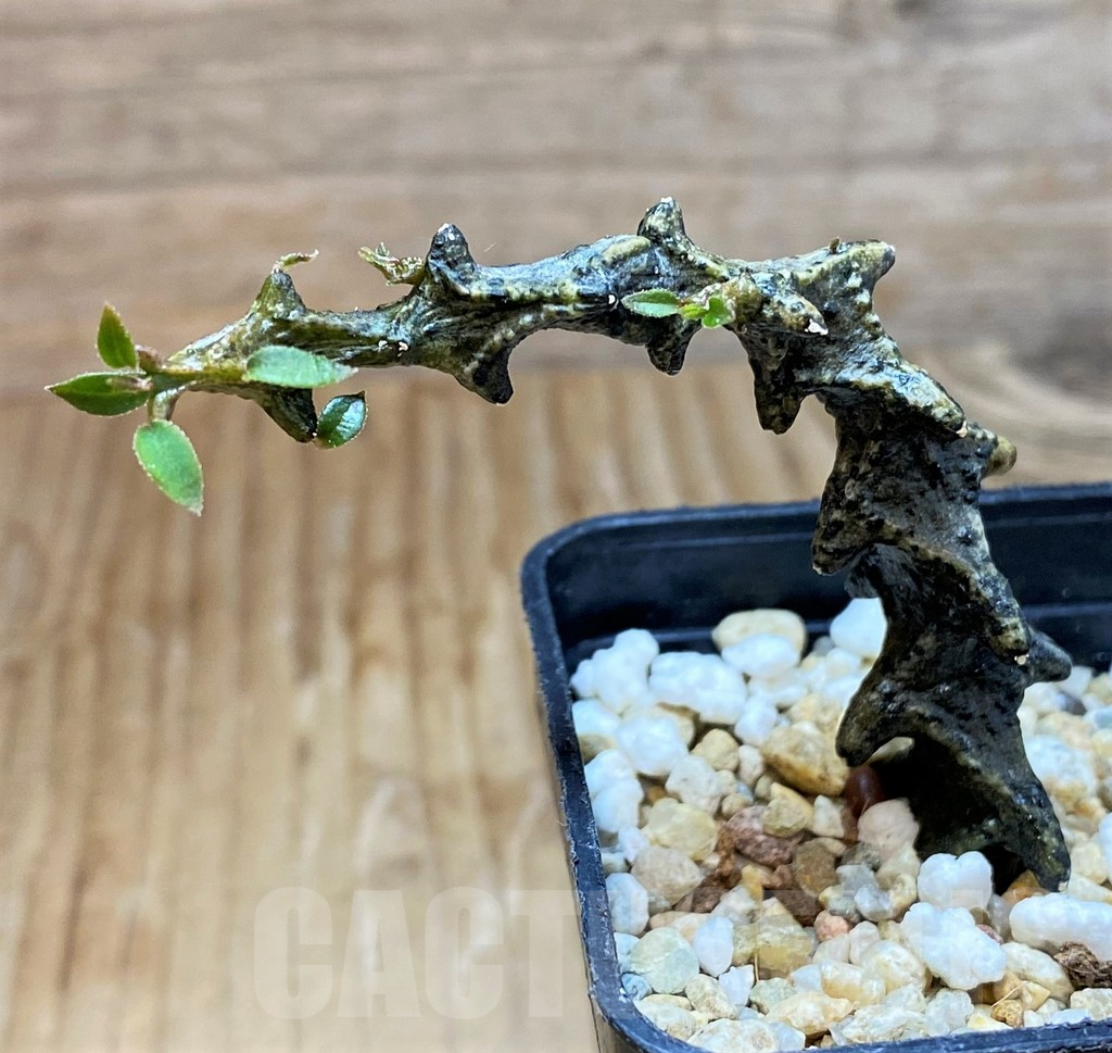 SH6945 Ceropegia armandii - Image 2