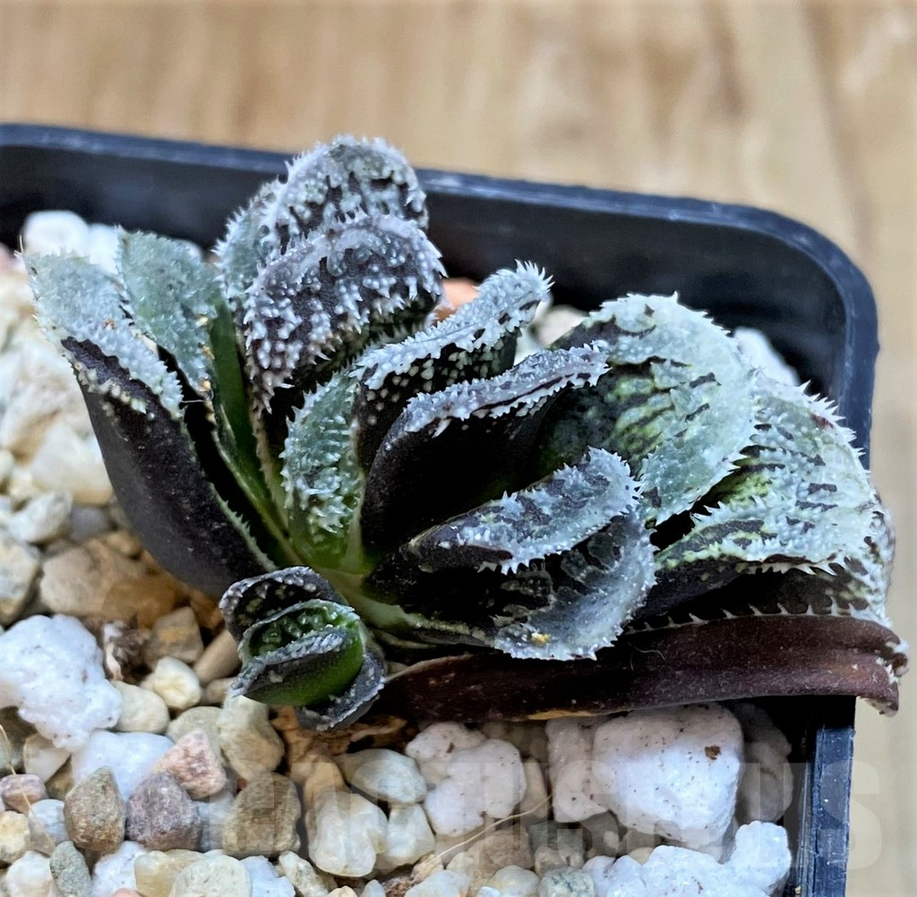 SH6929 Haworthia 'Kegazato' - Image 2
