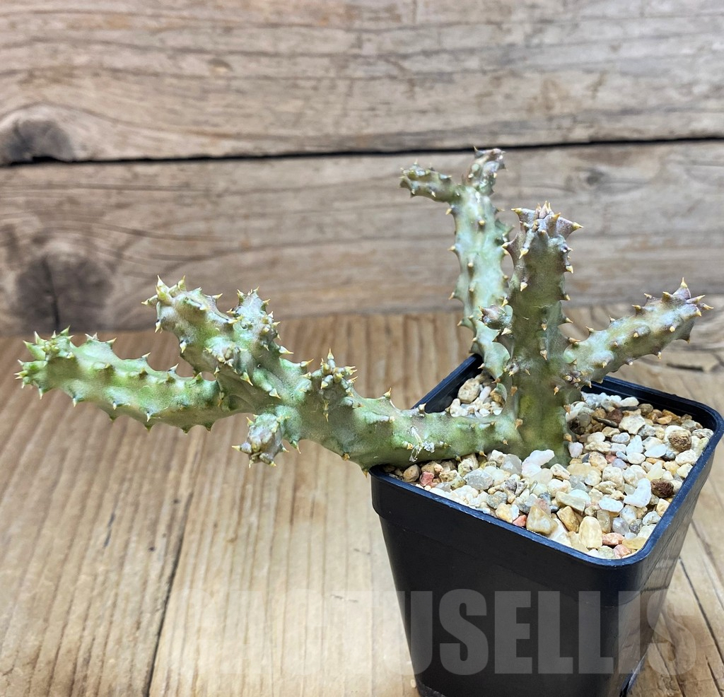 SH6946 Edithcolea grandis, Clon 2 - Зображення 2