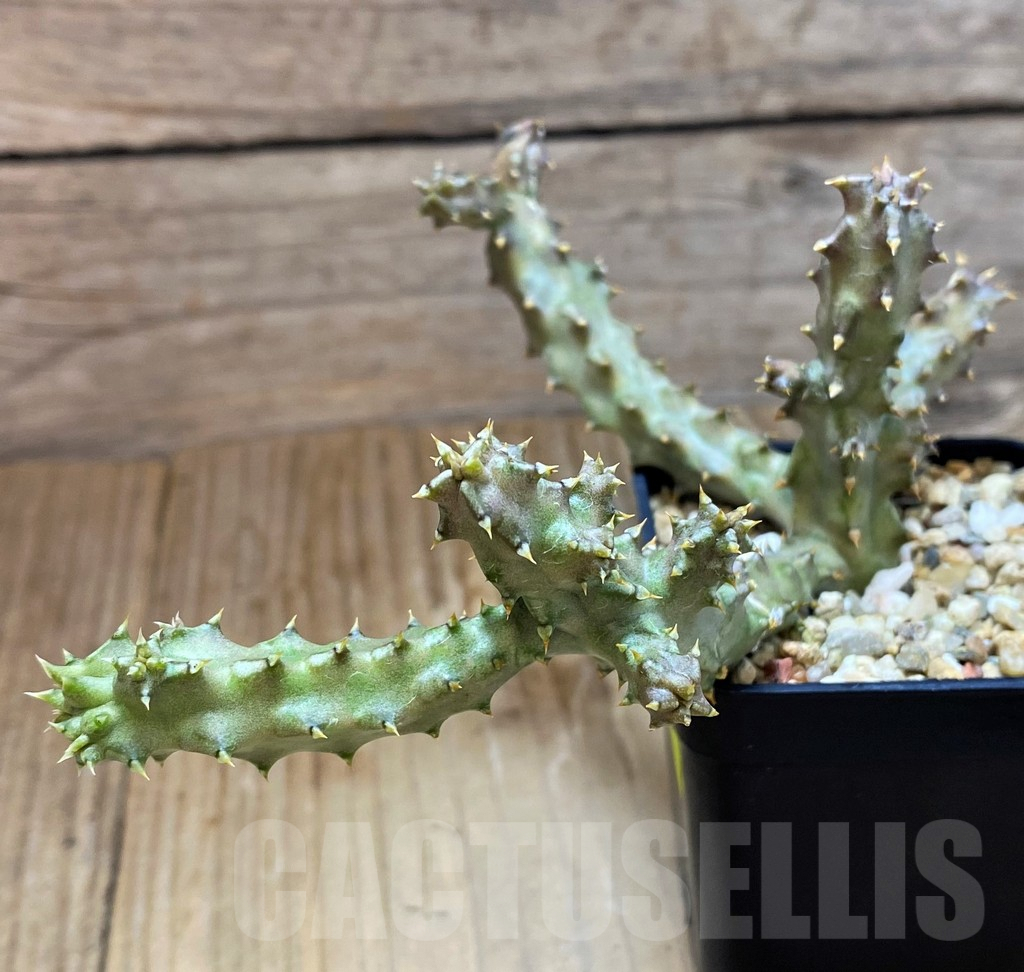 SH6946 Edithcolea grandis, Clon 2