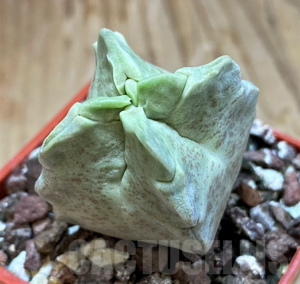 SH6948 Whitesloanea crassa – Image 2