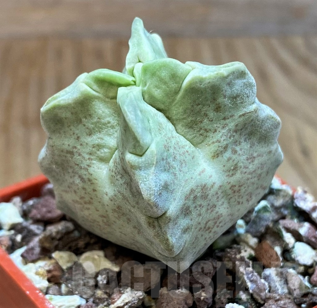 SH6948 Whitesloanea crassa