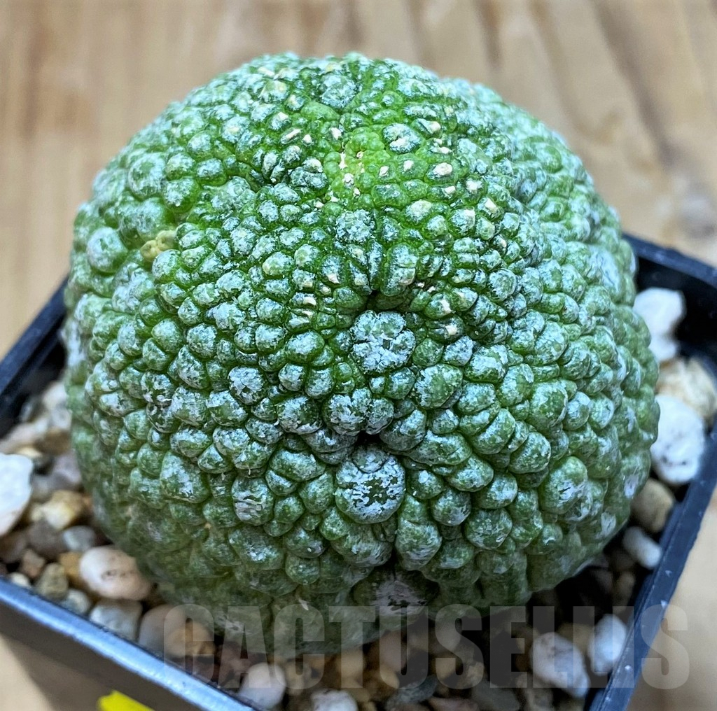 SH6949 Pseudolithos migiurtinus