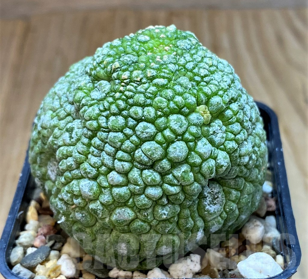 SH6949 Pseudolithos migiurtinus – Image 2