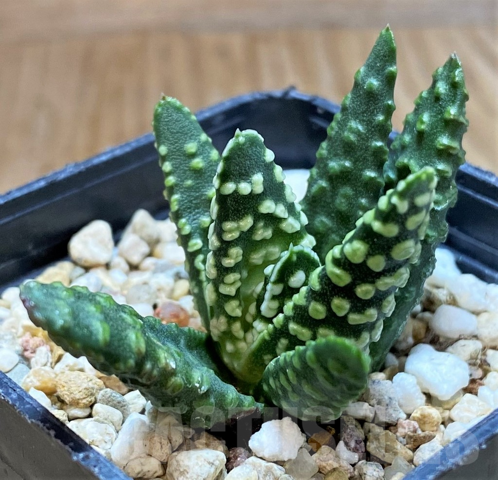 SH6930 Haworthia pumila 'Donut'