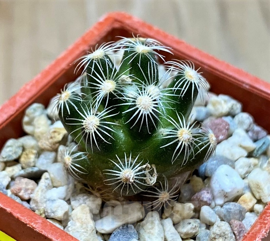 SH6953 Mammillaria saboae v. roczekii