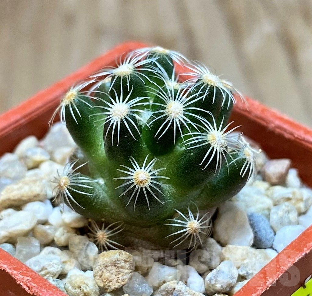 SH6953 Mammillaria saboae v. roczekii - Image 2