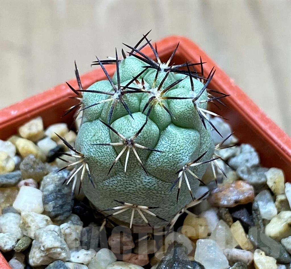 SH6954 Ortegocactus macdougallii