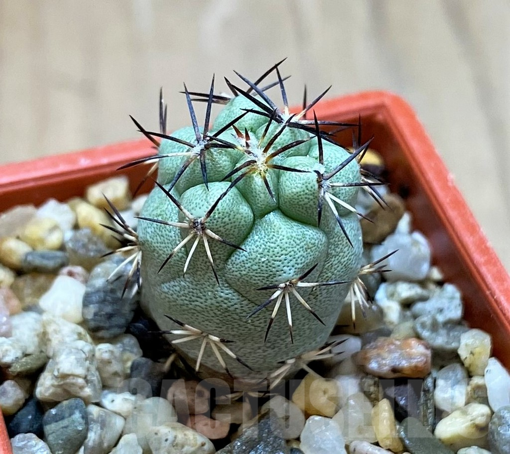 SH6954 Ortegocactus macdougallii - Image 2