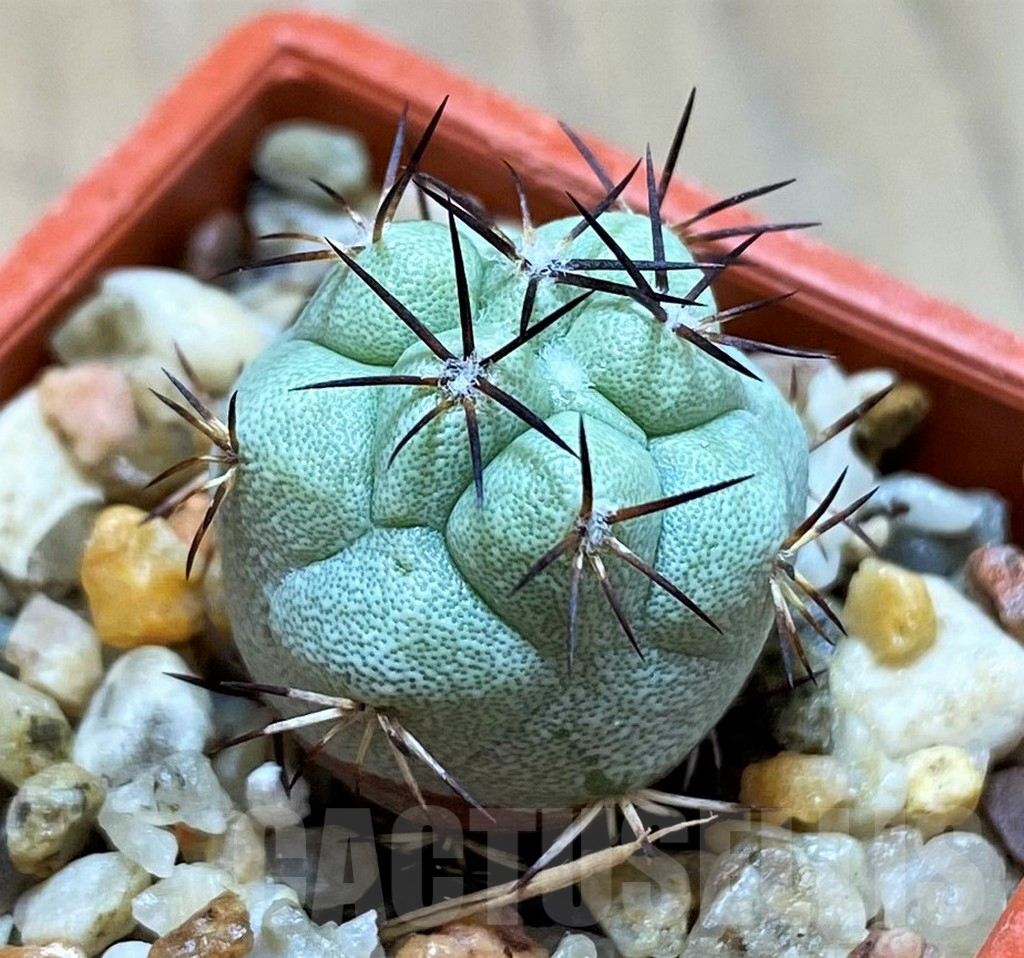 SH6955 Ortegocactus macdougallii