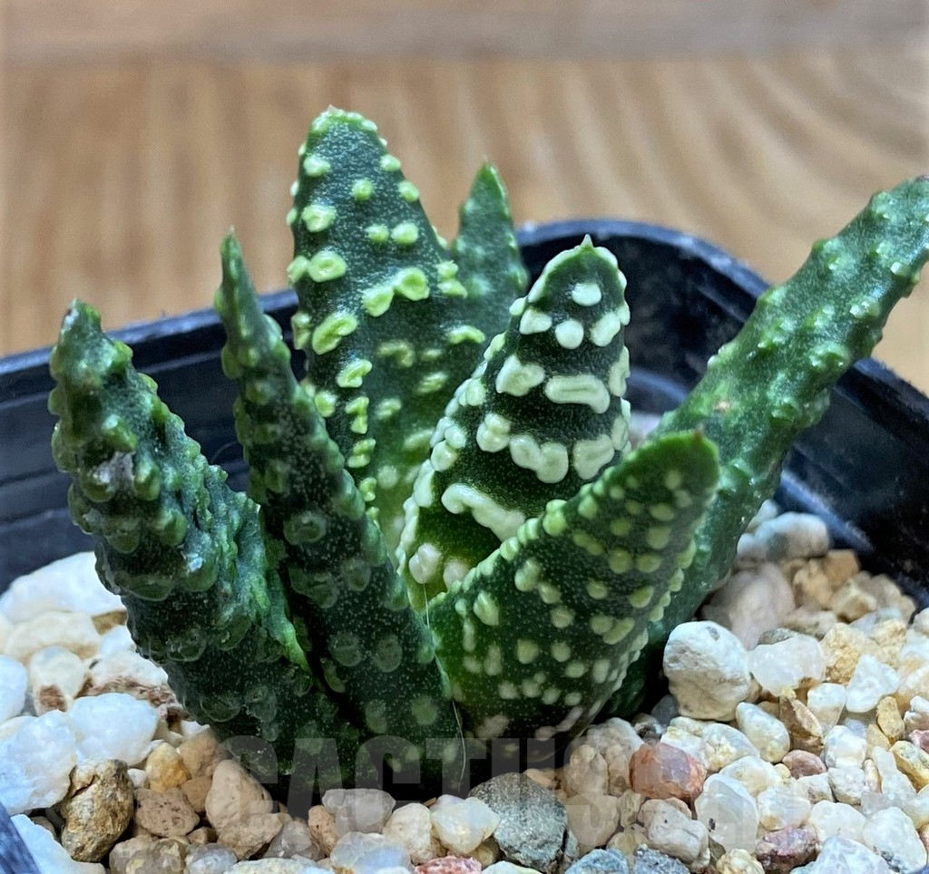 SH6930 Haworthia pumila 'Donut' - Image 2