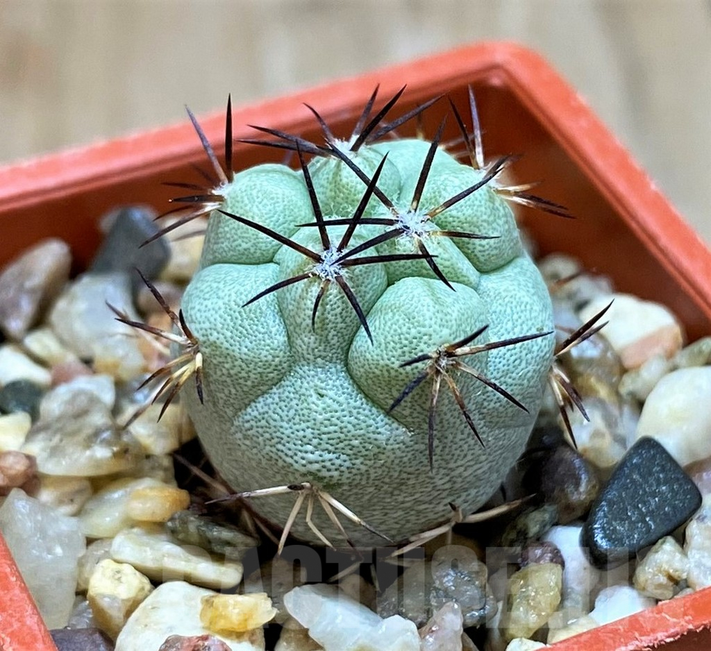 SH6955 Ortegocactus macdougallii - immagine 2