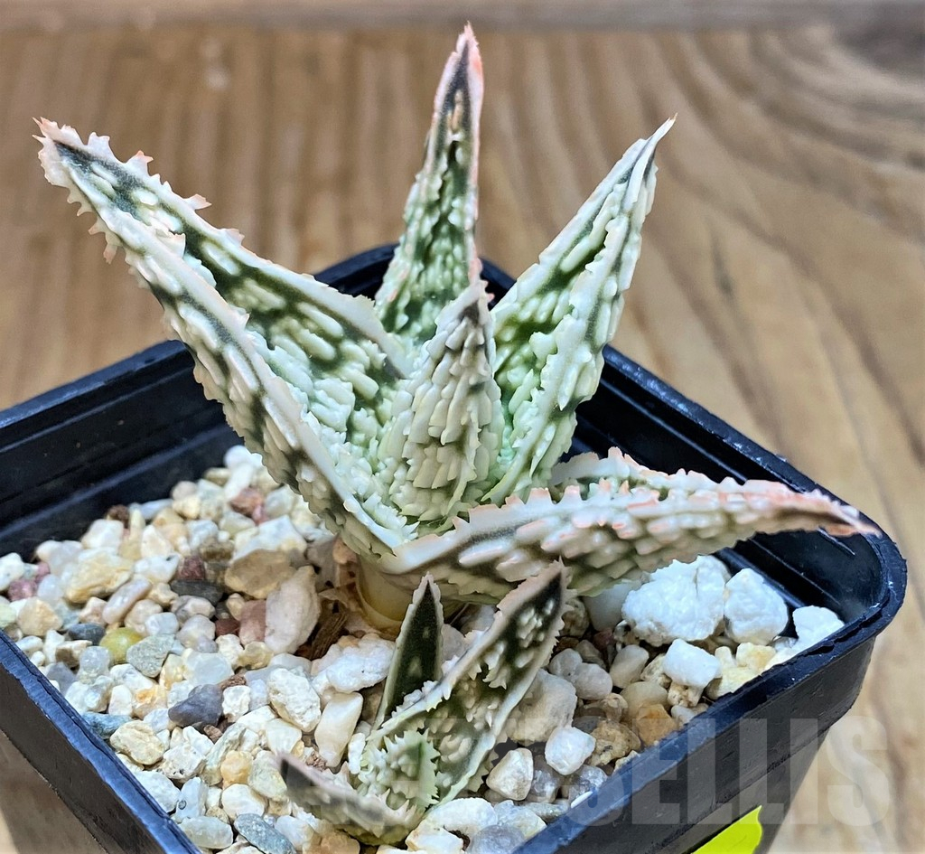 SH7027 Aloe TCT hybrid - Image 2