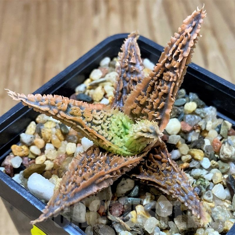 SH7028 Aloe TCT hybrid