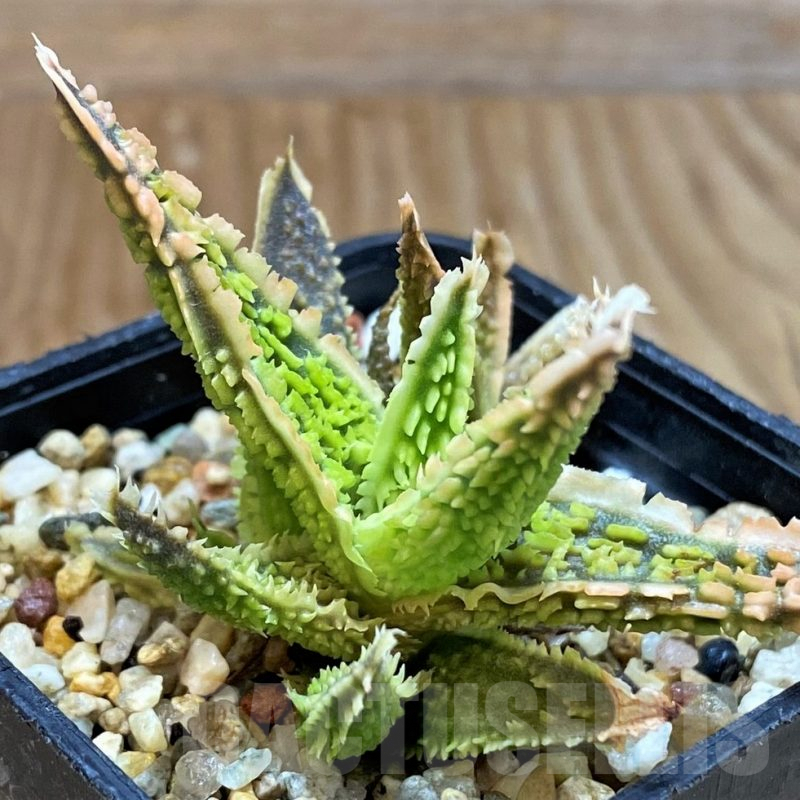 SH7030 Aloe TCT hybrid