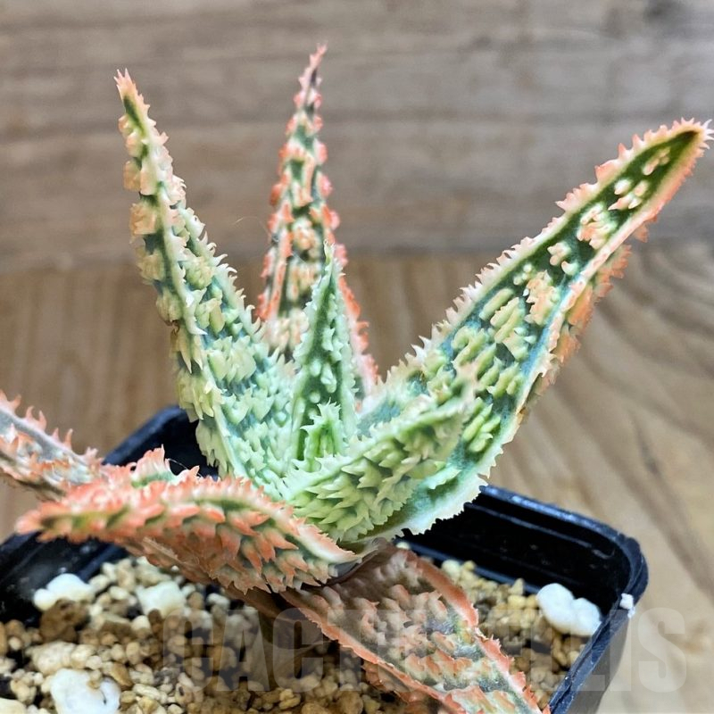 SH7031 Aloe TCT hybrid