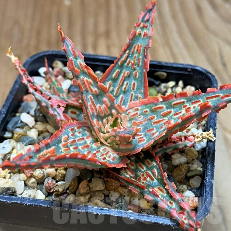 SH7032 Aloe TCT hybrid