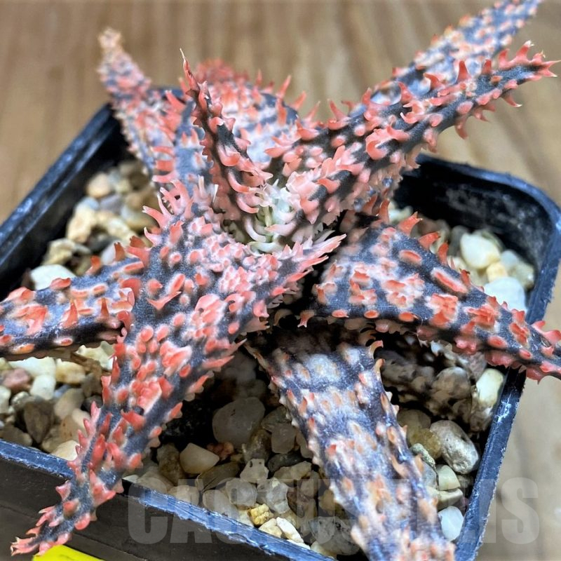 SH7033 Aloe TCT hybrid