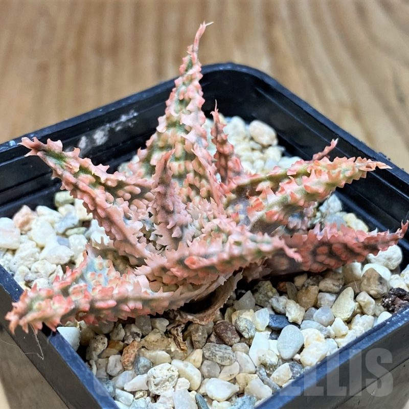 SH7034 Aloe TCT hybrid