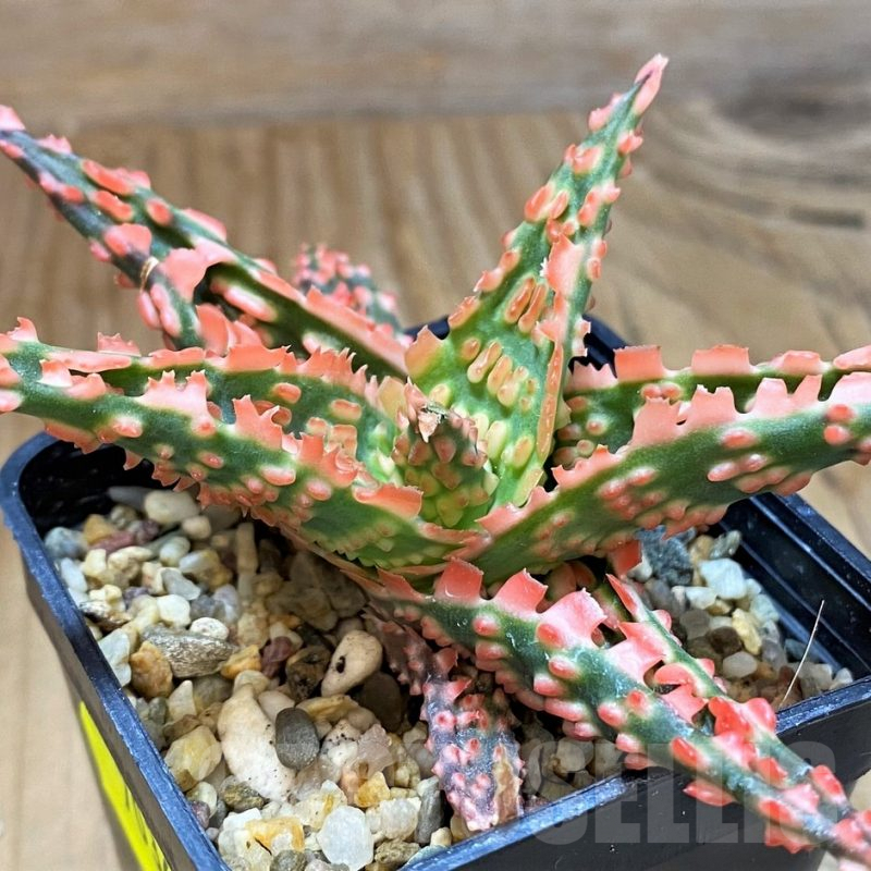 SH7036 Aloe TCT hybrid