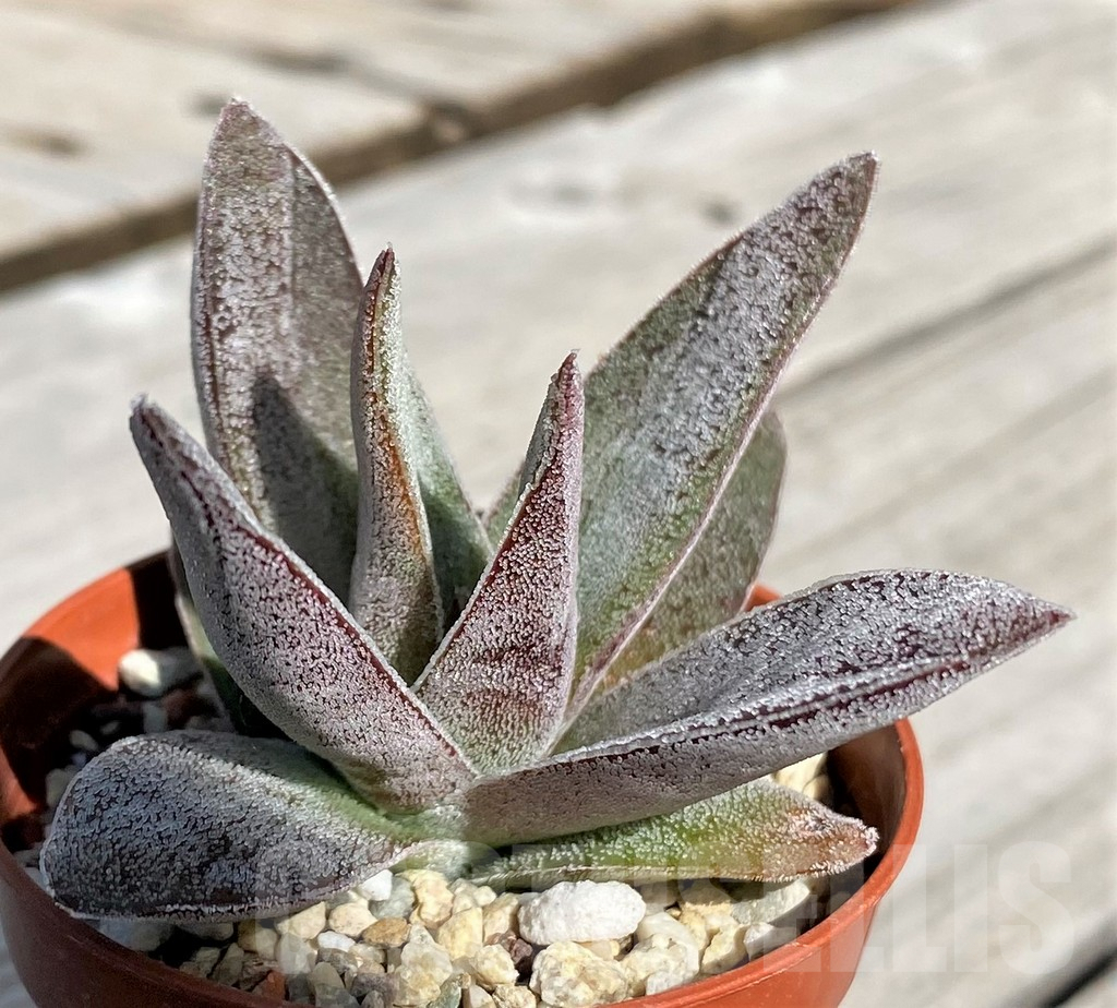 SH6997 Crassula 'Garnet Lotus'
